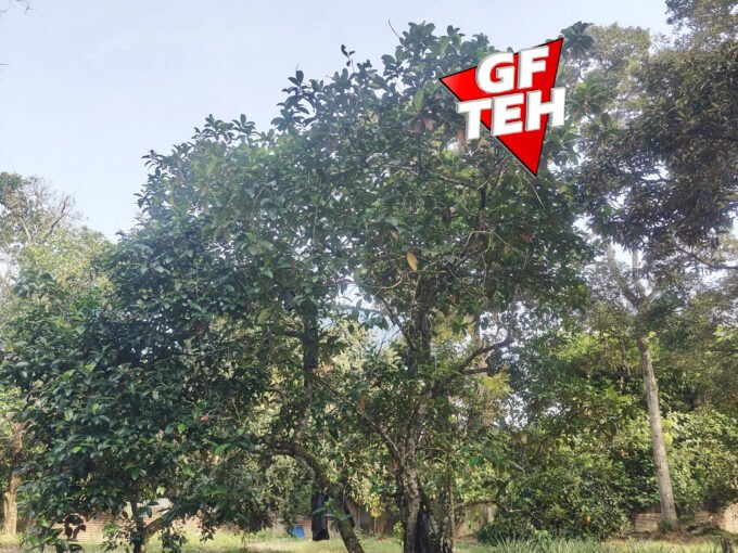 1.48 Acre Durian / Cempedak Farm Flat Agricultural Land | Karangan | Kedah RM10.86 psf k
