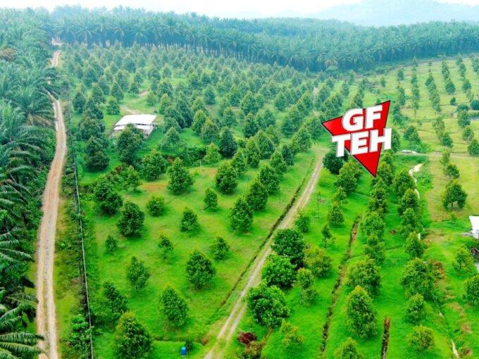 23.7 acre Agricultural Land | Durian Farm | Bandar Baharu | Serdang | Kedah RM6.46 psf
