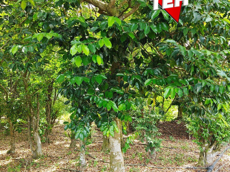 T3