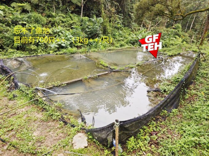 10.81 acre Durian Farm + 忘不了鱼池+ 山水 | Agricultural Land | Junjong | Kedah