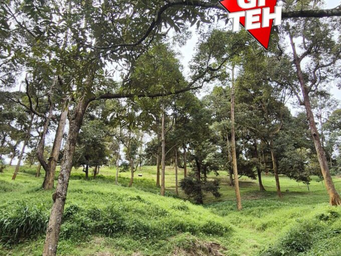 9.18 Acre Agricultural Land | Old Durian Garden |Taiping | Perak RM 6.43 psf b