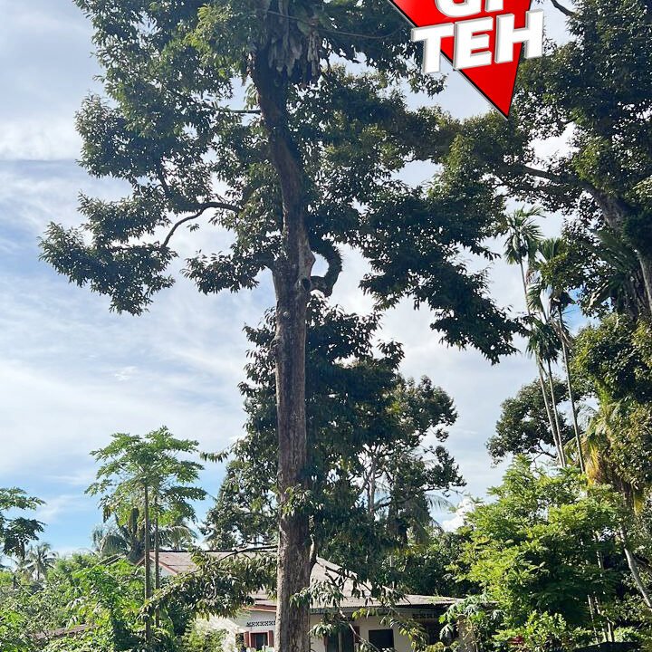 T6