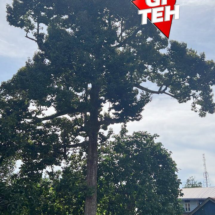 T7